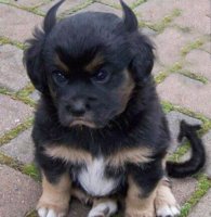 Devil-dog.jpg