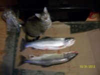 cat with trout.jpg